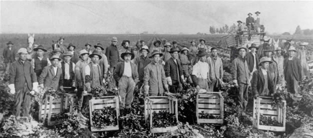 Japanese American Farmers