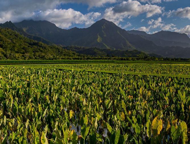 taro fields in Kauai