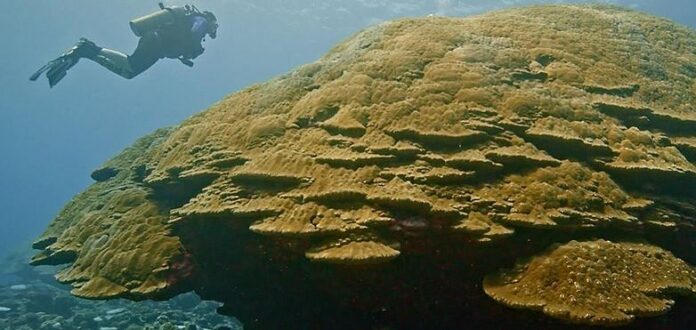 A diver is seen near a coral colony at Ta’u Island in American Samoa