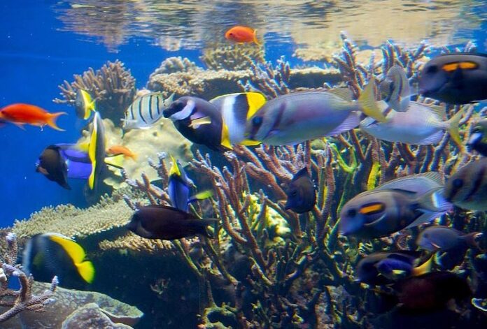 Tropical fish swim in the coral reef