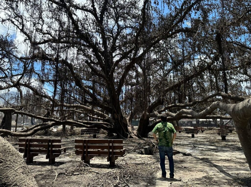 Much of the Banyan Tree has been scarred by fire 