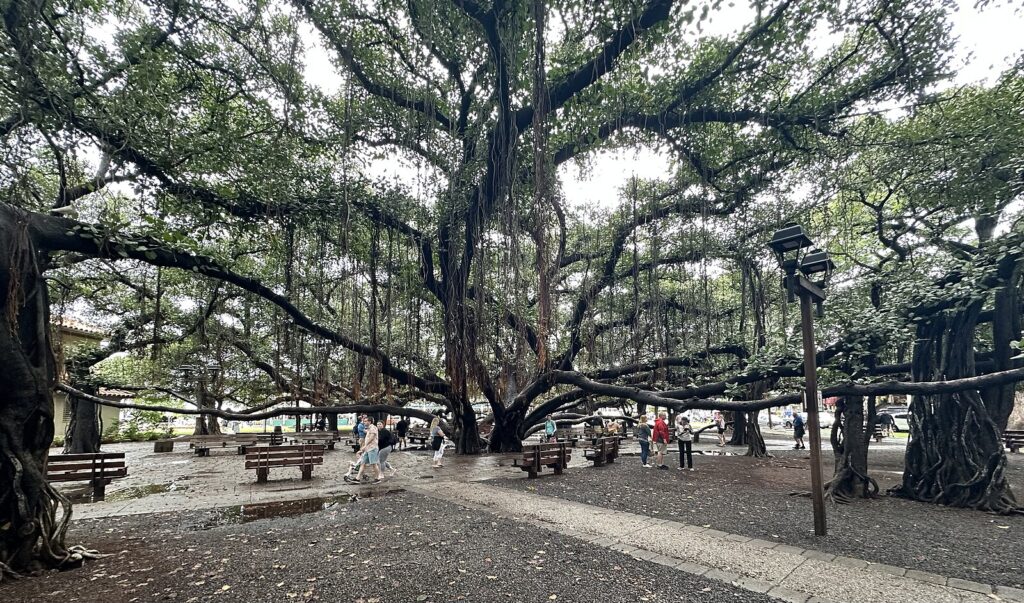 Banyan tree in Maui appears to be recovery AsAmNews