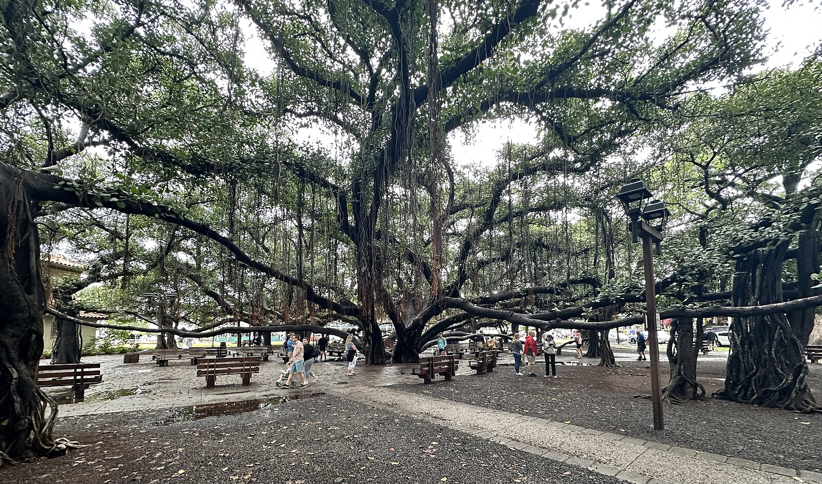 151-year-old banyan tree shows strong recovery 1 year after Maui ...