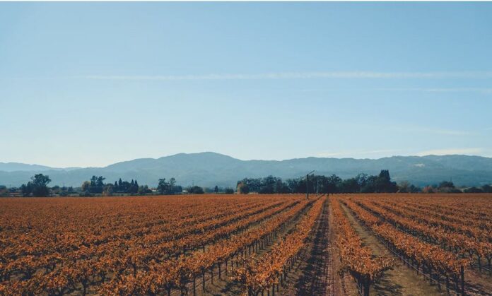 A vineyard in Napa, CA