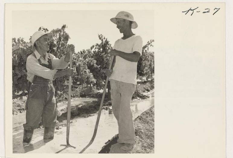 Tay Andow and Kohei Nakashima irrigating grapes July, 1945