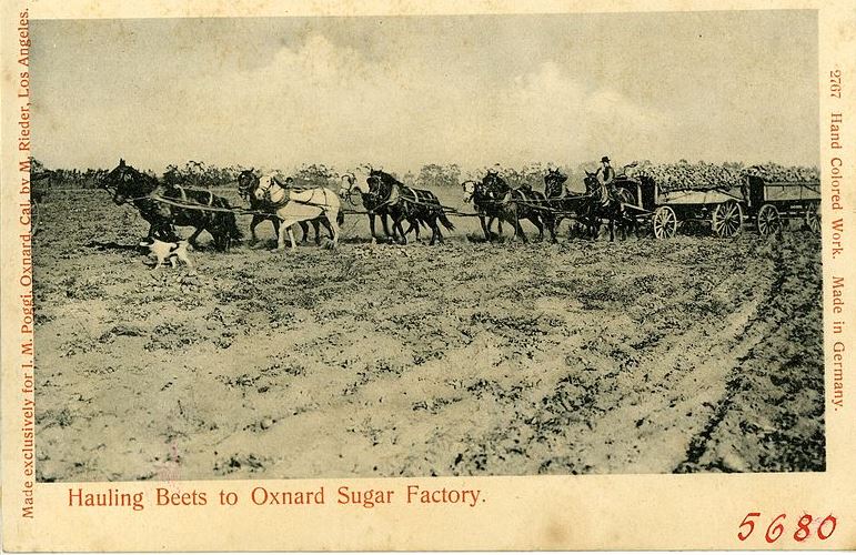 Oxnard, CA beet farming 1905