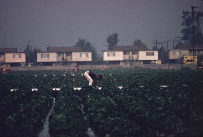 IRRIGATED AGRICULTURAL LAND ON OXNARD PLAIN, A PRIME FARMING AREA NOW BEING DEVELOPED FOR HOUSING NEAR OXNARD CALIFORNIA, NORTH OF LOS ANGELES. SOME 84 PERCENT OF THE STATE'S RESIDENTS LIVE WITHIN 30 MILES OF THE COAST AND THIS CONCENTRATION HAS RESULTED IN INCREASING LAND USE PRESSURE. RESTRICTIONS ON COASTAL DEVELOPMENT WITHIN 1,000 YARDS OF THE SHORELINE WERE TIGHTENED WITH THE PASSAGE OF THE COASTAL ZONE CONSERVATION ACT IN NOVEMBER, 1972