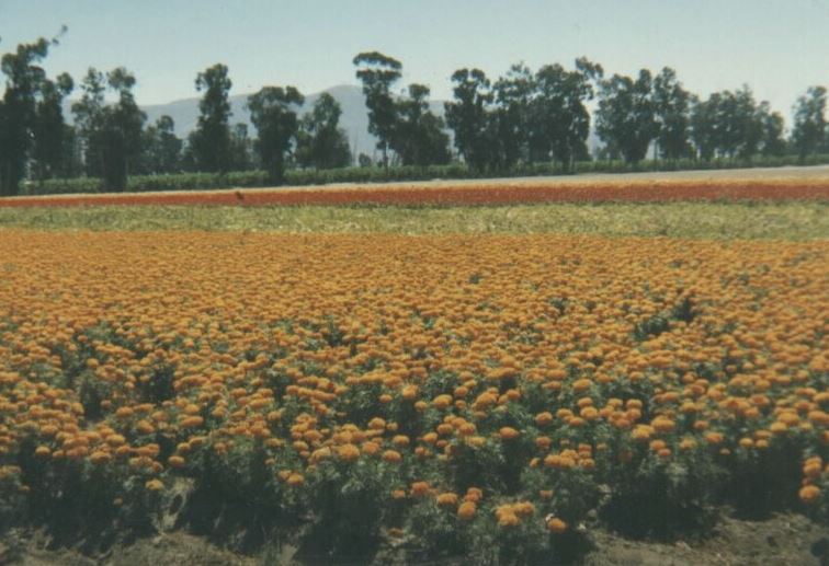 Marigold fields near Oxnard, CA.