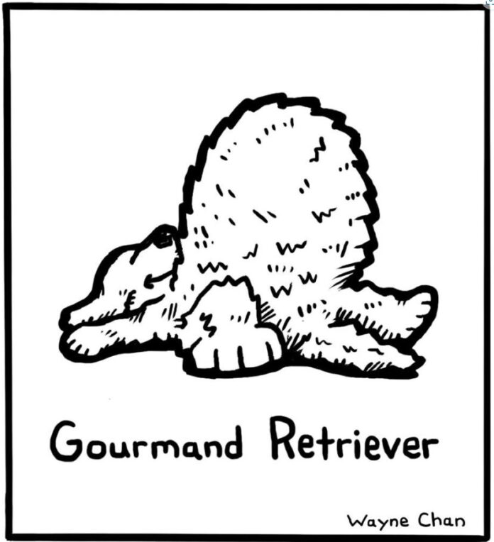 A golden retriever is depicted in this drawing with a bloated and upset stomach.