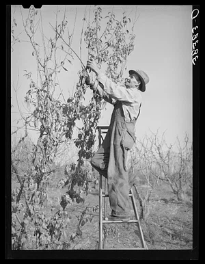 Farmer prunes fruit tree in Placer County.