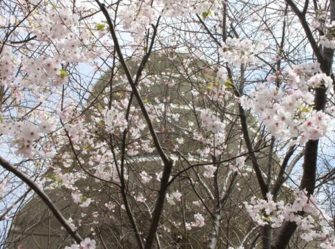 Cherry blossom tree is blooming in the foreground with the Japan Trade Center Peace Pagoda in the background