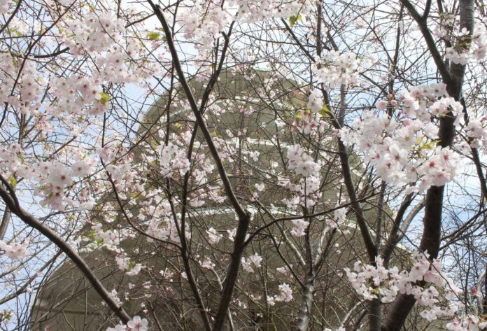 Cherry blossom tree is blooming in the foreground with the Japan Trade Center Peace Pagoda in the background