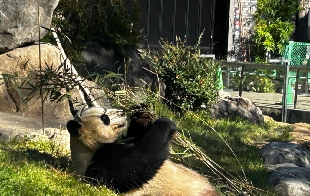 Panda kicks back at the Ueno Zoo in Tokyo in 2023.