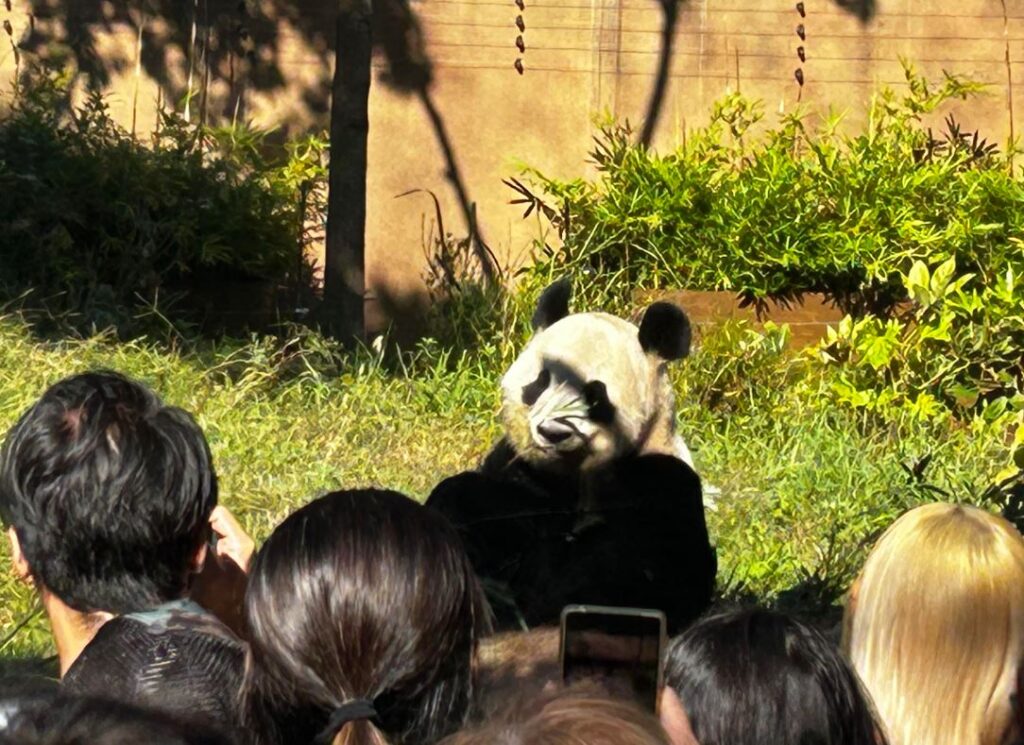 A panda at the Ueno Zoo in Tokyo takes a peek at the crowd.