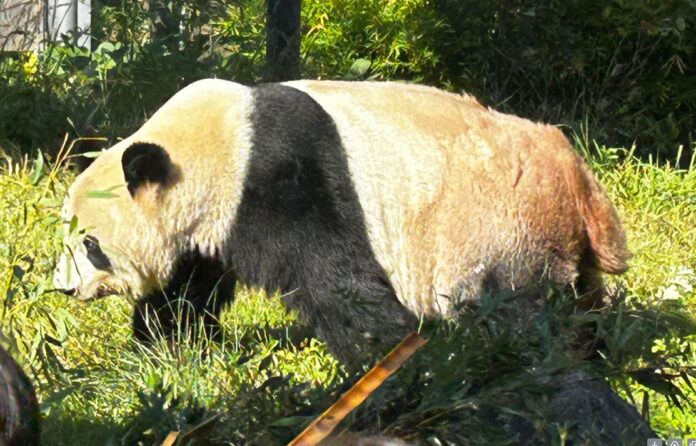 Panda taking a stroll at the Ueno Zoo in Tokyo 2023.