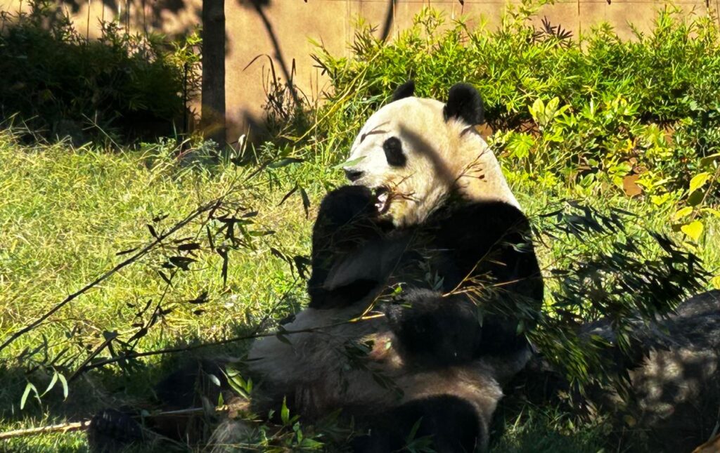 Panda appears to be chewing on its claws at the Ueno Zoo in Tokyo.