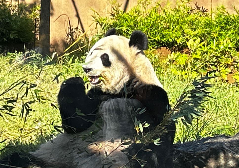 Panda enjoys from leafy greens at the Ueno Zoo in Tokyo, 2023.