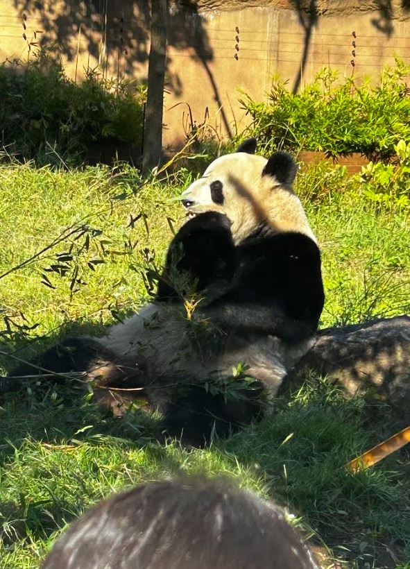 A giant panda at the Ueno Zoo in tokyo. Oh my!!!.