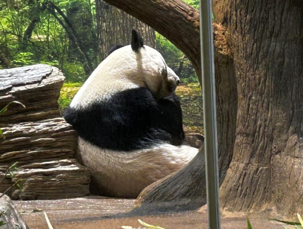 A shy panda