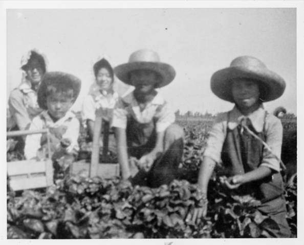 Women and children picking strawberries in a field.