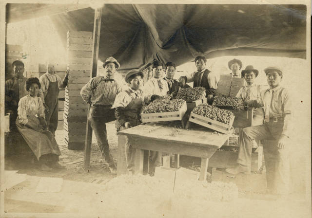 A group of workers packing strawberries in a shed.