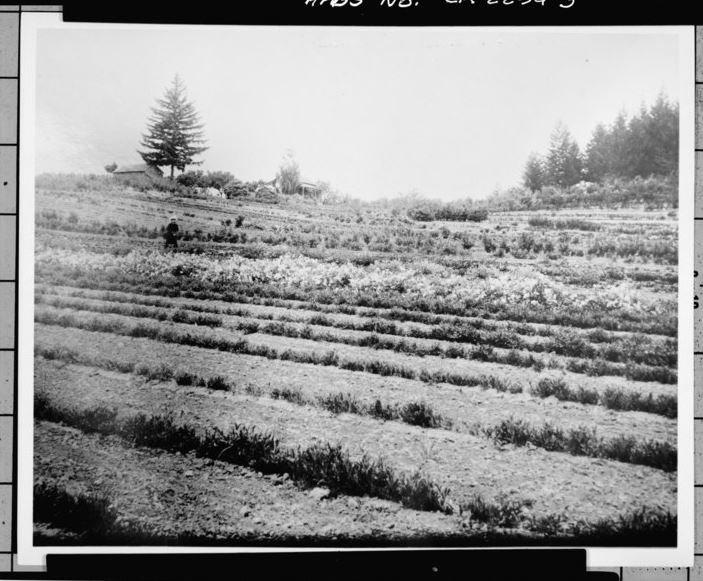 ROWS OF EXPERIMENTS. FIRST COTTAGE. BARN. LOOKING SOUTHWEST. - Gold Ridge Farm, 7777 Bodega Avenue, Sebastopol, Sonoma County, CA