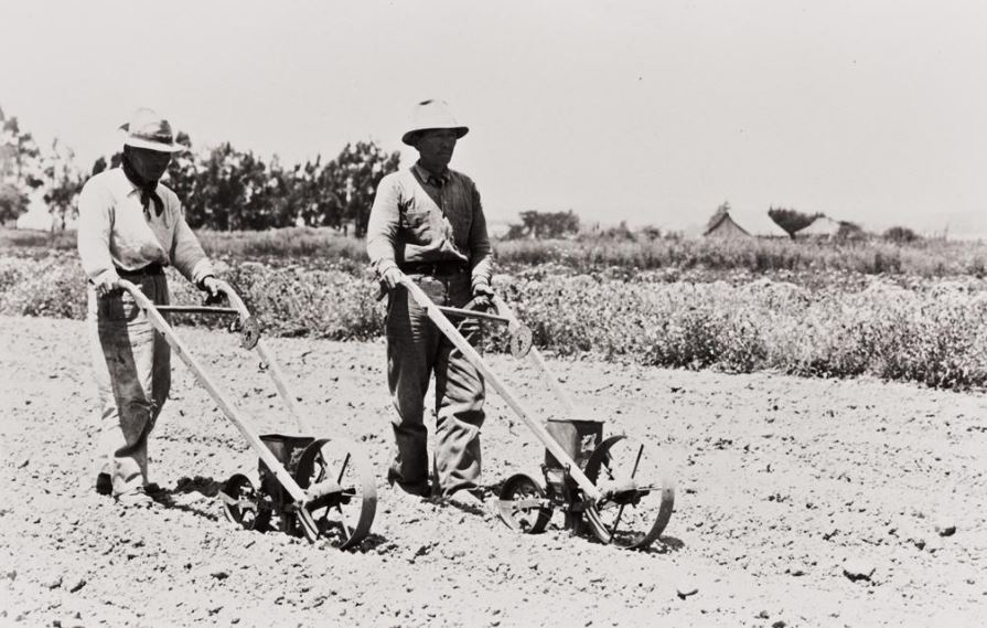 Mr. Hayashi and Mr. Tabuchi using the hand flower seed planters, for Burpee Seed Company, via Lompoc Valley Historical Society.