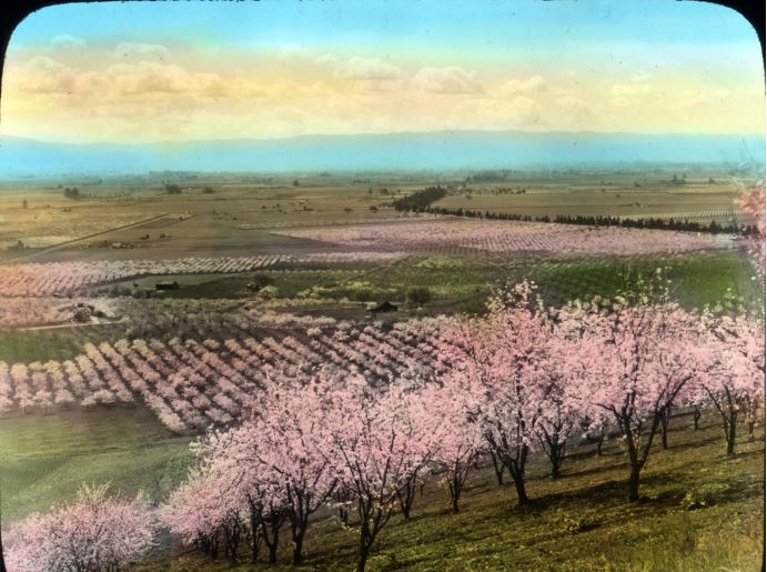 Prune Orchard near Santa Clara, California