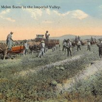 Field hands loading watermelons onto wagons.