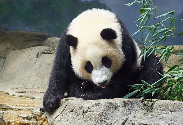 This is Xiao Qi Ji , one of the last pandas at the National Zoo before being returned to China last year