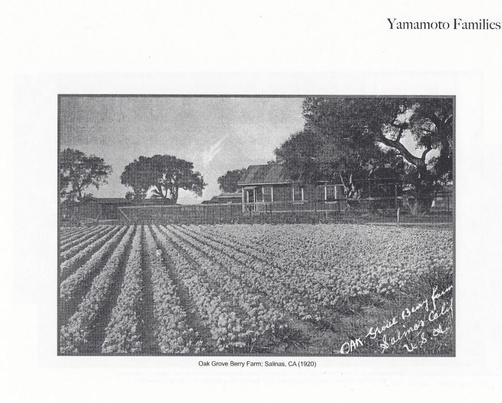 Yamamot Family Farm.  Oak Grove Berry Farm. Salinas, CA 1920