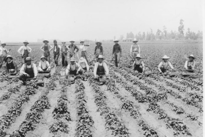 Strawberry Pickers in a field in what was once the city of Tropico, now Glendale, CA: