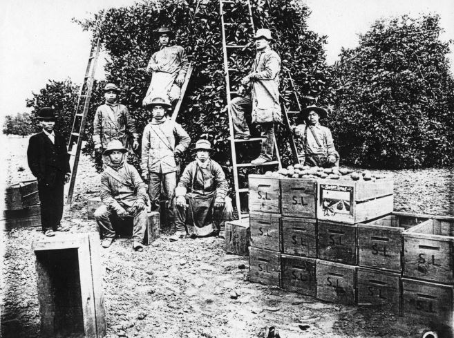 Japanese American orange pickers at a Santa Ana orange grove