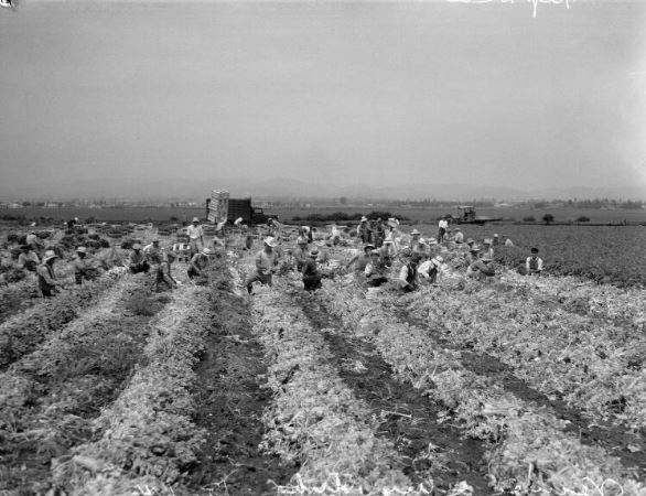 Japanese American workers return to harvest celery fields in Venice after going on strike, Los Angeles, 1936