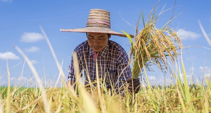 A Southeast Asian farmer is pictured in a farm field